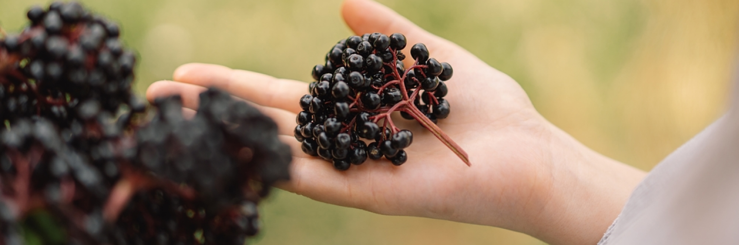 Manfaat Black Elderberry Untuk Daya Tahan Tubuh